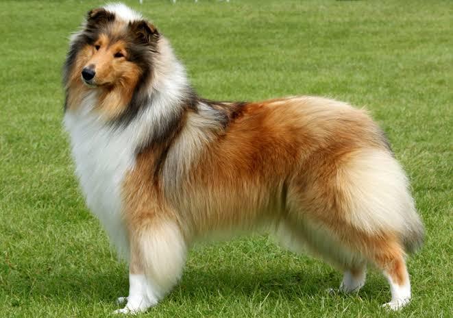 Köpekler Neden Kulak Hastalığına Sık Sık Yakalanır?