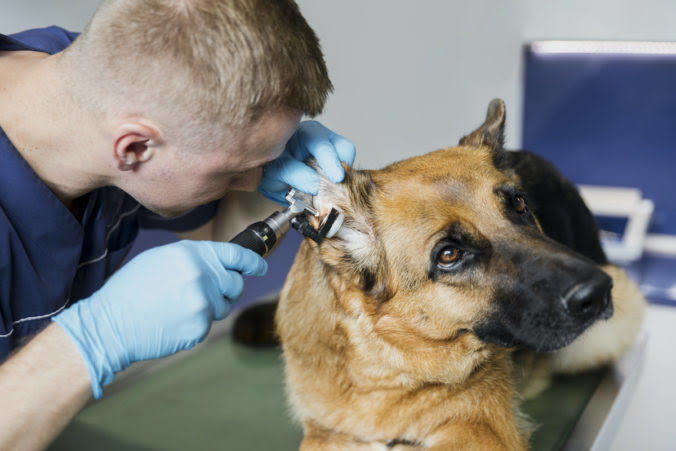 Köpekler Neden Kulak Hastalığına Sık Sık Yakalanır?