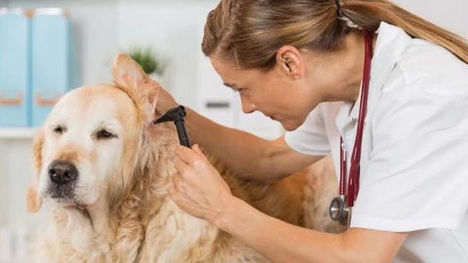 Köpekler Neden Kulak Hastalığına Sık Sık Yakalanır?