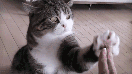 Alerjenleri Azaltarak Kedinin ve Senin Yaşam Kaliteni Artıran Kedi Mamasının 6 Özelliği