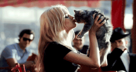Alerjenleri Azaltarak Kedinin ve Senin Yaşam Kaliteni Artıran Kedi Mamasının 6 Özelliği