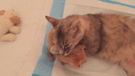 Alerjenleri Azaltarak Kedinin ve Senin Yaşam Kaliteni Artıran Kedi Mamasının 6 Özelliği