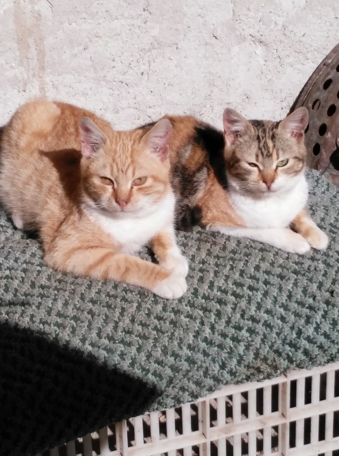 Alerjenleri Azaltarak Kedinin ve Senin Yaşam Kaliteni Artıran Kedi Mamasının 6 Özelliği