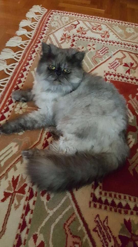 Alerjenleri Azaltarak Kedinin ve Senin Yaşam Kaliteni Artıran Kedi Mamasının 6 Özelliği