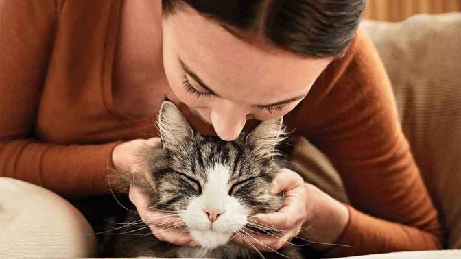 Alerjenleri Azaltarak Kedinin ve Senin Yaşam Kaliteni Artıran Kedi Mamasının 6 Özelliği