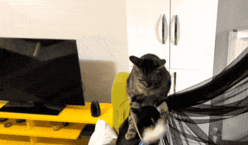 Kedi Tüyündeki Alerjenleri Ortalama %47 Azaltan Bir Mama Keşfettim Desem? Hemen Deneyin!