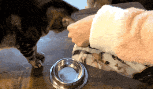 Kedi Tüyündeki Alerjenleri Ortalama %47 Azaltan Bir Mama Keşfettim Desem? Hemen Deneyin!