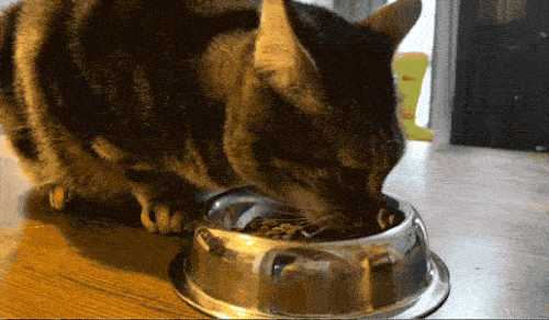 Kedi Tüyündeki Alerjenleri Ortalama %47 Azaltan Bir Mama Keşfettim Desem? Hemen Deneyin!