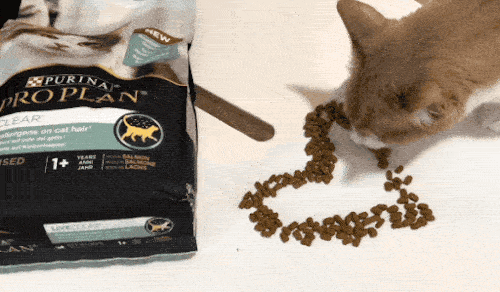 Kedi Tüyündeki Alerjenleri Ortalama %47 Azaltan Bir Mama Keşfettim Desem? Hemen Deneyin!