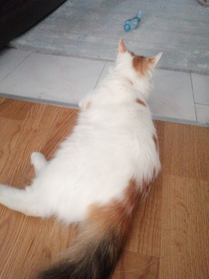 Kedi Tüyündeki Alerjenleri Ortalama %47 Azaltan Bir Mama Keşfettim Desem? Hemen Deneyin!