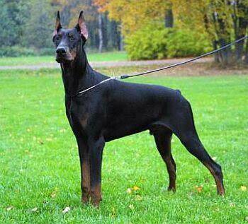 Köpeklerde Keyfi̇ Kulak Ve Kuyruk Kesi̇mi̇ Yasak Ve Suçtur! Bilgilenmek İçin Bu Detayları Bilmen Gerek!