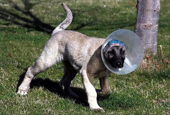 Köpeklerde Keyfi̇ Kulak Ve Kuyruk Kesi̇mi̇ Yasak Ve Suçtur! Bilgilenmek İçin Bu Detayları Bilmen Gerek!