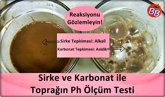 Kaktüs Aldığınızda İlk Yapmanız Gerekenleri Anlatıyorum!