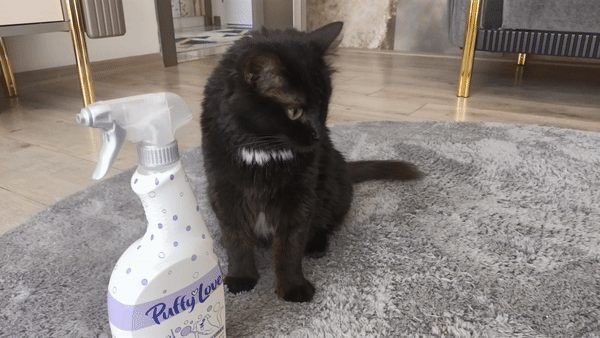 Korsan Kedoş Temizlik Denetiminde: Puffy Love Ev Bakım Ürünlerini İnceliyoruz 😸