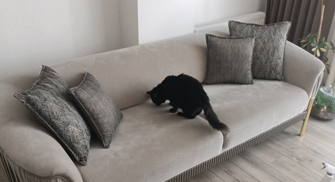 Korsan Kedoş Temizlik Denetiminde: Puffy Love Ev Bakım Ürünlerini İnceliyoruz 😸