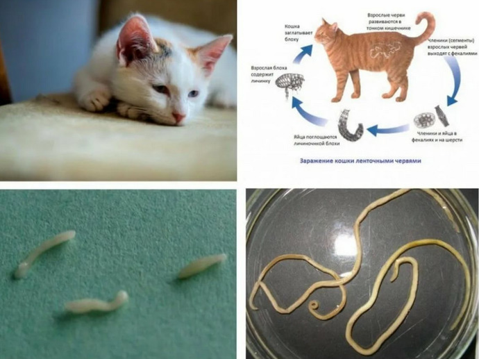 Kedi ve Köpek Kılı Kist Oluşturur Mu?