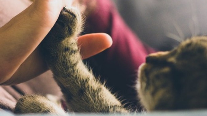 Kedi İnsanlarının 5 Ortak Özelliği