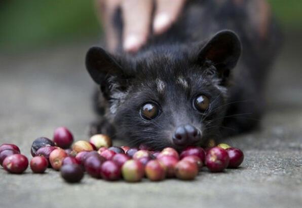 Dünyanın En Pahalısı Luwak Kahvesinin İlginç Öyküsü