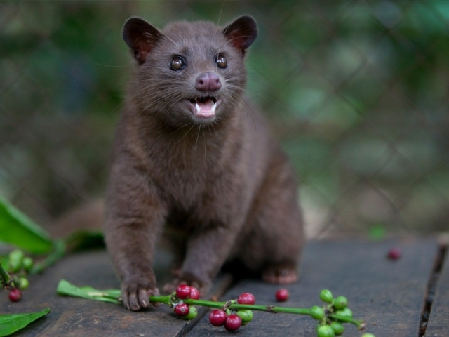 Dünyanın En Pahalısı Luwak Kahvesinin İlginç Öyküsü