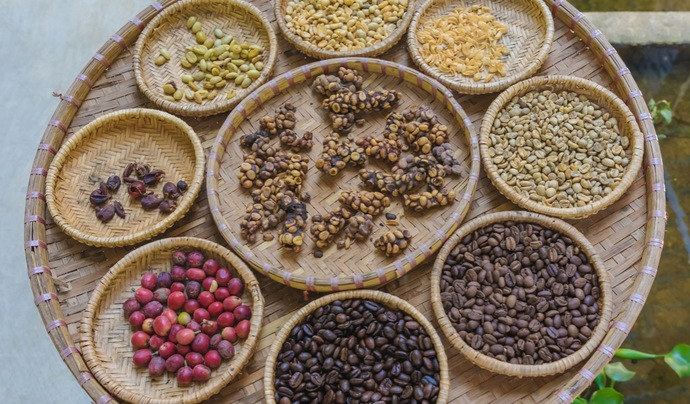 Dünyanın En Pahalısı Luwak Kahvesinin İlginç Öyküsü