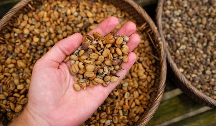 Dünyanın En Pahalısı Luwak Kahvesinin İlginç Öyküsü