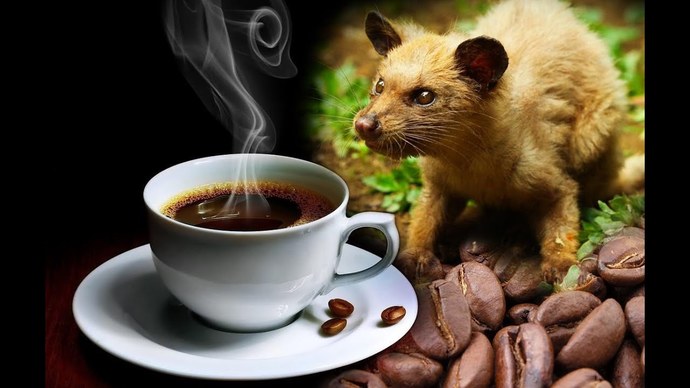 Dünyanın En Pahalısı Luwak Kahvesinin İlginç Öyküsü