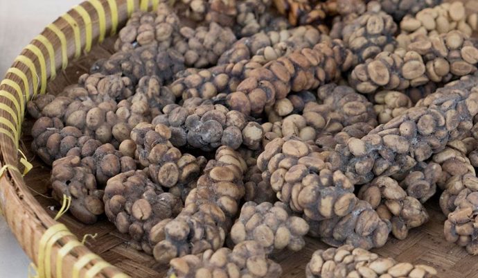 Dünyanın En Pahalısı Luwak Kahvesinin İlginç Öyküsü