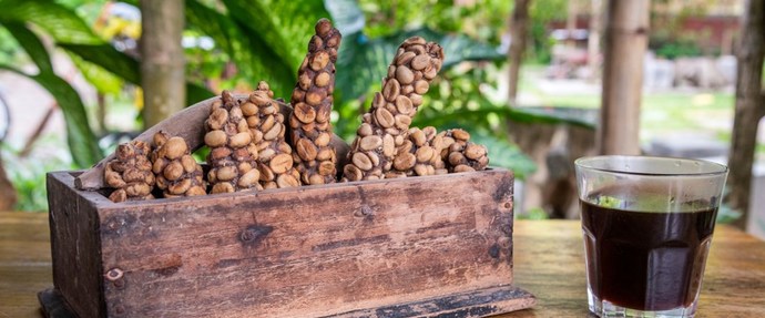 Dünyanın En Pahalısı Luwak Kahvesinin İlginç Öyküsü