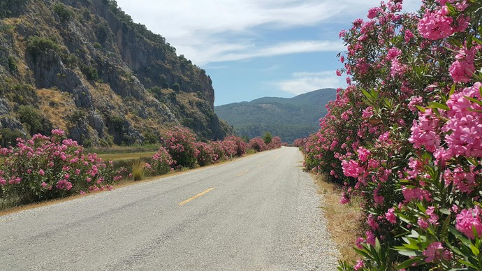 Dalyan İztuzu Yolu