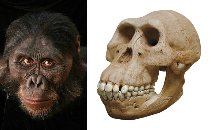 Australopithecus kafatası