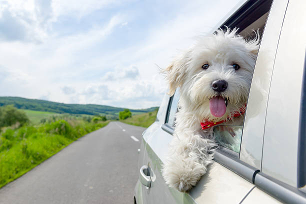 Bir Köpekle Uzun Bir Seyahat Nasıl Edilir?