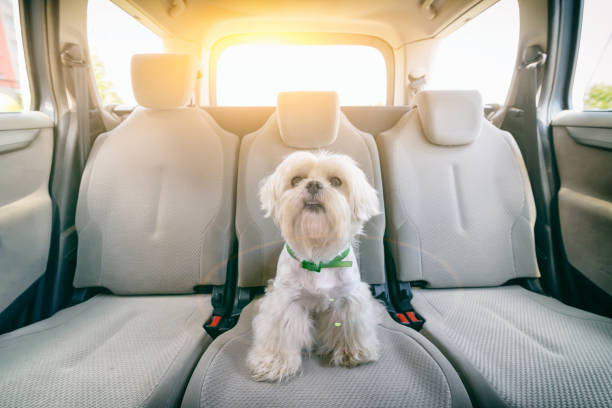 Bir Köpekle Uzun Bir Seyahat Nasıl Edilir?