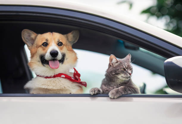 Bir Köpekle Uzun Bir Seyahat Nasıl Edilir?