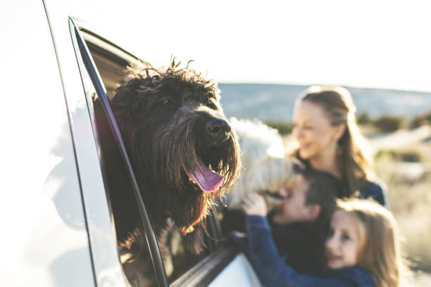 Bir Köpekle Uzun Bir Seyahat Nasıl Edilir?