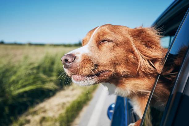 Bir Köpekle Uzun Bir Seyahat Nasıl Edilir?