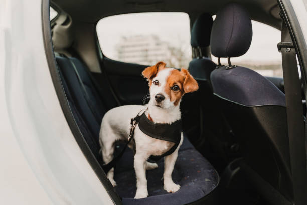 Bir Köpekle Uzun Bir Seyahat Nasıl Edilir?