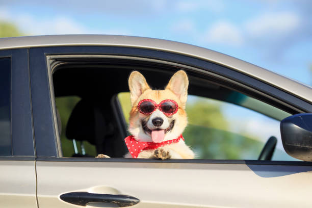Bir Köpekle Uzun Bir Seyahat Nasıl Edilir?