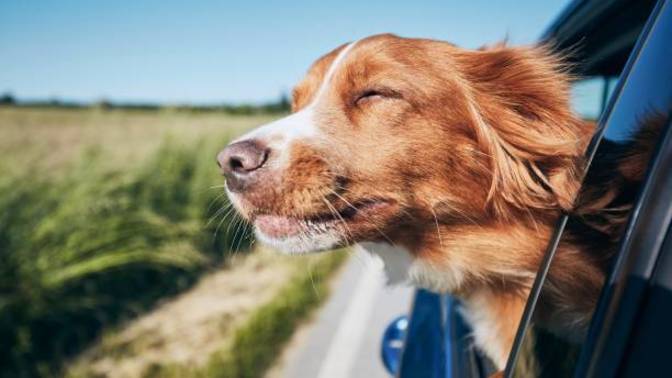 Bir Köpekle Uzun Bir Seyahat Nasıl Edilir?