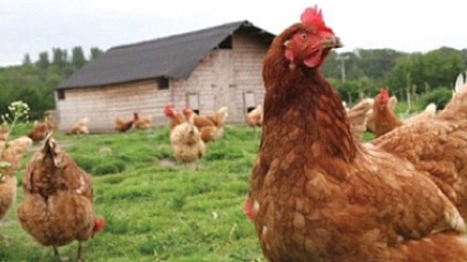 Yaz Tatilini Köyde Geçirenlere Özel Birkaç Söz: Köy Hayatı ve Köy Yaşamına Dair!