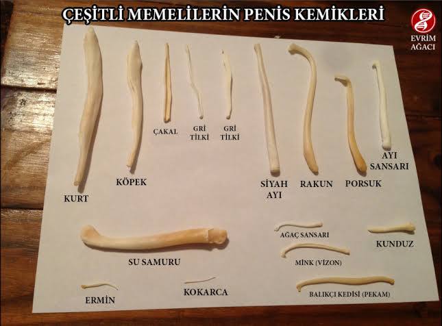 Penis Hakkında Biraz Bilgilenmeye Ne Dersiniz?