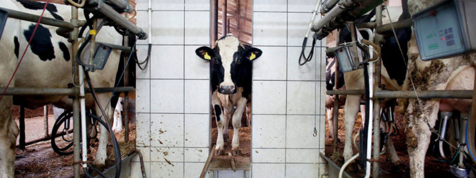 Son Zamanların Popüler Diyeti: Vegan Beslenme