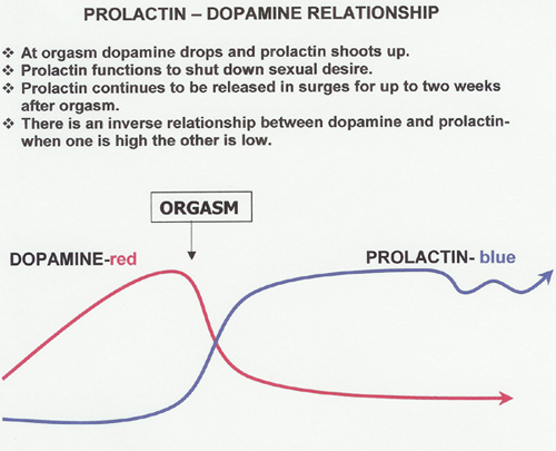 Orgazmla Dopamin ve Prolaktin Arasındaki İlişki.