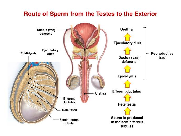 Orgazm Sırasında Spermlerin İlerleme Şeması