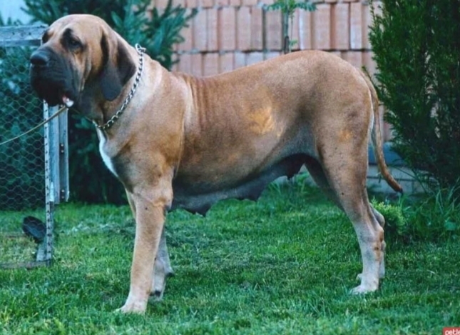 Türkiyede Beslenmesi Yasak Olan 7 Köpek Irkı