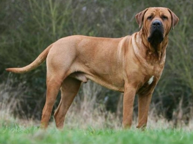 Türkiyede Beslenmesi Yasak Olan 7 Köpek Irkı