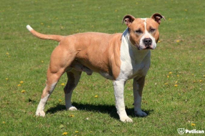 Türkiyede Beslenmesi Yasak Olan 7 Köpek Irkı