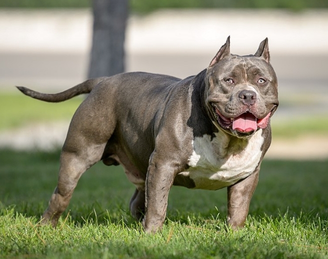 Türkiyede Beslenmesi Yasak Olan 7 Köpek Irkı