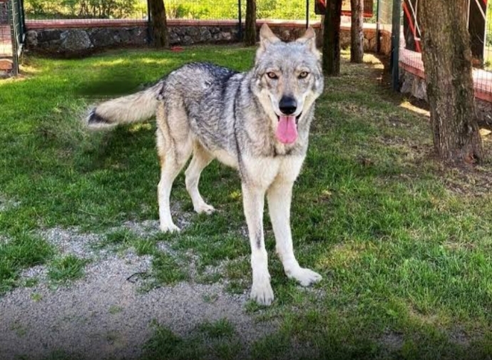 Türkiyede Beslenmesi Yasak Olan 7 Köpek Irkı