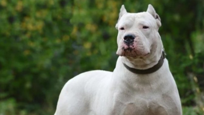 Türkiye'de Beslenmesi Yasak Olan 7 Köpek Irkı