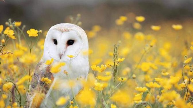 Panter, Baykuş, Yunus Ve Tavus Kuşu: Siz Hangisine Yakınsınız?